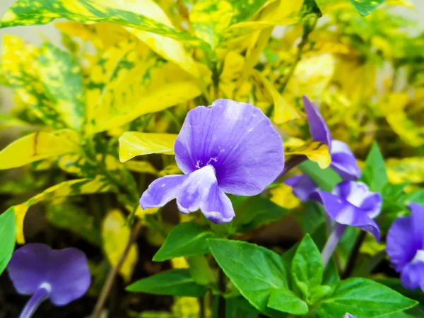 Otacanthus caeruleus 紫白の花、タイの名前を呼び出すブルー ハワイ — ストック写真