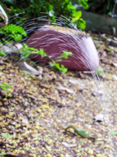 Linha de borrão de água tem vazamento de tubo de borracha na planta verde — Fotografia de Stock