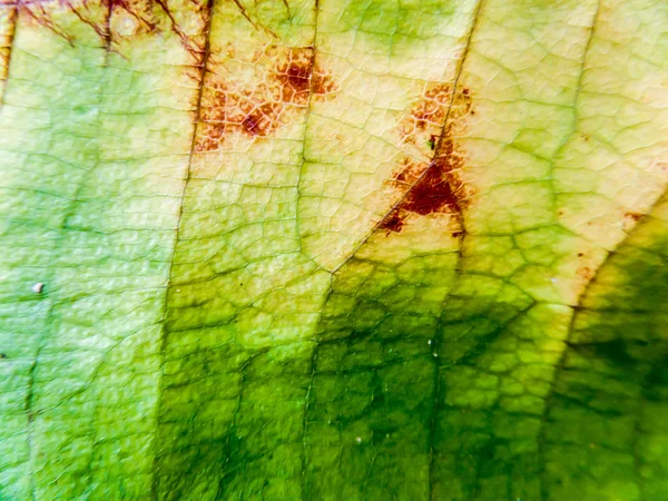 Detial Tectona grandis листа — стоковое фото