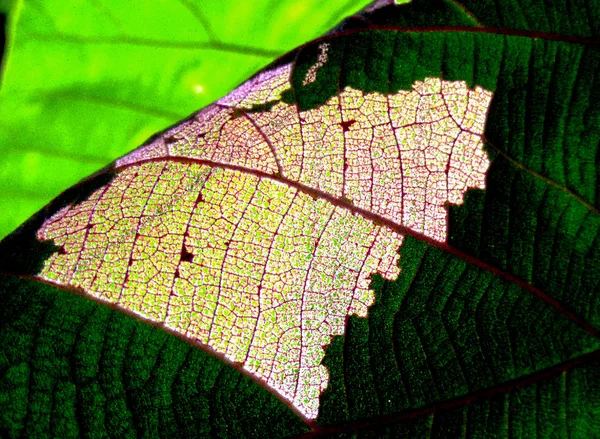 Petit détail cristalliser de feuilles vertes et la zone de ver manger — Photo