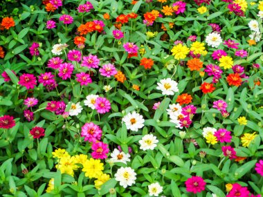 Zinnia çiçeği çoğu çiçek çiçekler biridir