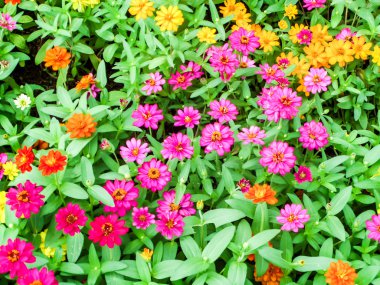 Zinnia çiçeği çoğu çiçek çiçekler biridir