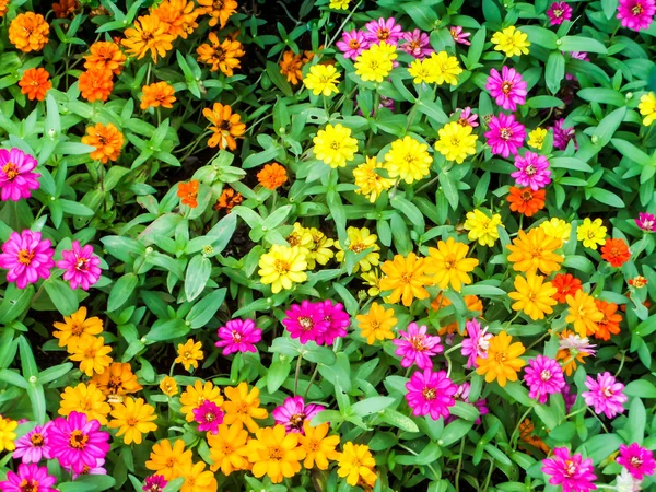 The zinnia flower is one of the most  bloom flowers — Stock Photo, Image