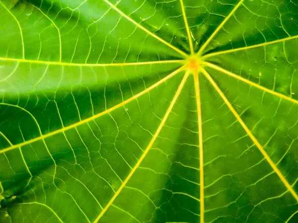 Ricinus communis detalle de la hoja en superficie —  Fotos de Stock