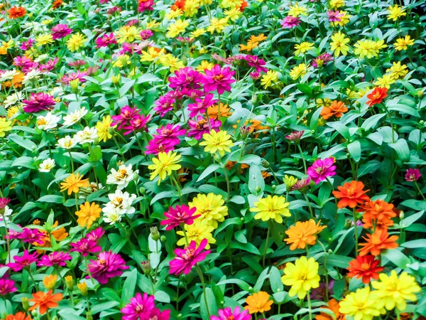 A flor zinnia é uma das flores mais exuberantes — Fotografia de Stock
