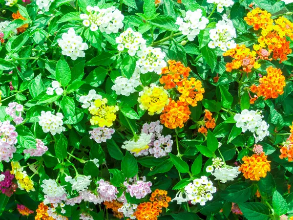 Lantana camara mix světle růžová oranžová v zahradě — Stock fotografie