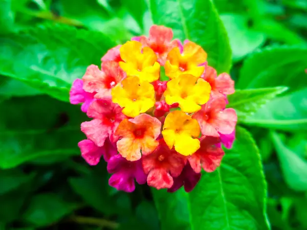 Lantana mistura luz rosa magenta amarelo gota de água na flor — Fotografia de Stock