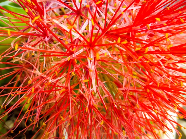 Blood flower, powder puff lilly — Stock Photo, Image