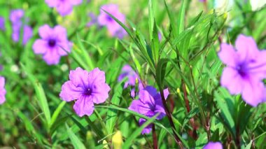 Waterkanon veya Watrakanu veya Minnieroot veya Iron root veya Feverroot, Popping pod, Cracker plant, Trai-no, Toi ting Purple flower