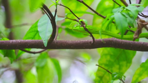 Orientalische Peitschenschlange bewegt sich langsam auf Ast zwischen den Blättern im Garten — Stockvideo