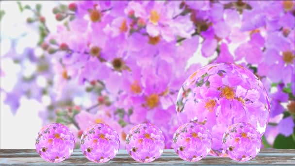 古い木の床の上の秋のボールガラスに庭でラガーストロミア・スペシオーサピンクの白い花の花の反射 — ストック動画