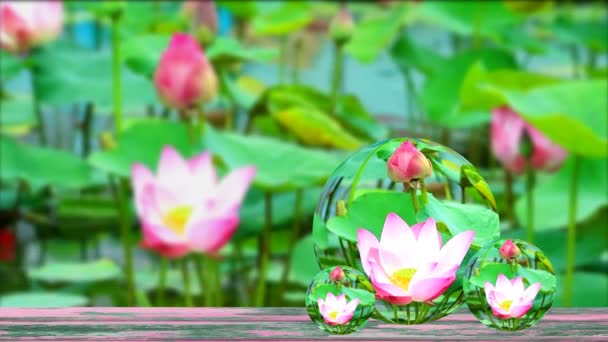 Riflessione sul vecchio legno Rosa Lotus Flower piena fioritura nello stagno e pad sfocatura su acqua su cristallo sfere di vetro — Video Stock