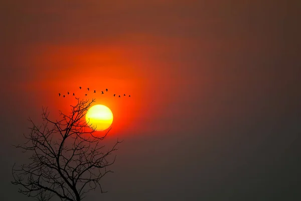 Beautiful sunset back silhouette birds flying and dry trees in the dark red sky background