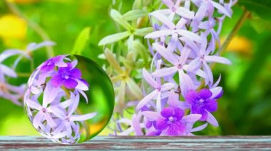 Puple Çelengi 'nin yansıması, Zımpara Kağıdı Vine, Petrea Volubilis L asma gövdeli çiçeklerle süslemeli bir bitki olarak düzenlenir ve geniş bir çalılığa dallanır İndigo çiçekli dallar