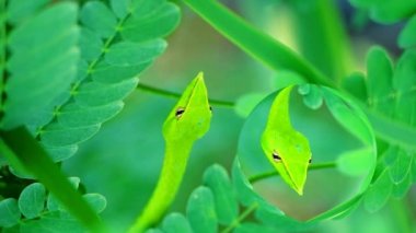 Doğulu yaban yılanı, böceklerin ve küçük hayvanların yemesi için bahçedeki yapraklara saklanır.