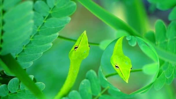 Reflektion av orientalisk pisksnäcka i bladen i trädgården för insekter och små djur att äta — Stockvideo