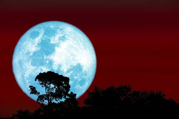 Повний Урожай Блакитного Місяця Силуету Верхівка Дерева Нічному Червоному Небі — стокове фото