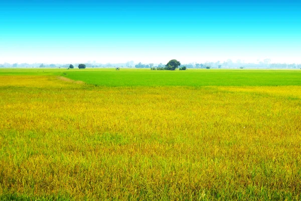 Schöne Landwirtschaft Jasmin Reisfarm Und Weicher Nebel Morgen Blauer Himmel — Stockfoto