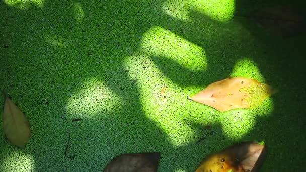 Muggenvaren op het wateroppervlak in de vijver en schaduw op bladeren bedekken groene varen — Stockvideo