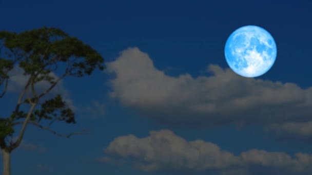 บีเวอร์ดวงจันทร์สีฟ้าขึ้นกลับเมฆมืดเหนือต้นปาล์มสีลักษณะบนท้องฟ้ากลางคืนเวลาที่ผ่านมา — วีดีโอสต็อก