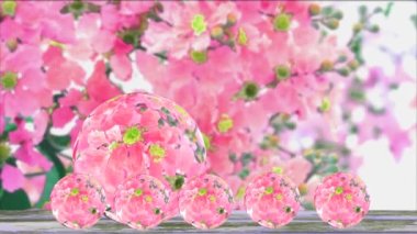 Lagerstroemia spesiyosunun yansıması. Bahçede açan pembe gül çiçeği. Eski ahşap zeminde, sonbahar topu camında.