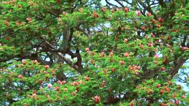 Panning Raintree tiene flores rosadas en pleno florecimiento y fondo de cielo azul en la temporada de otoño — Vídeos de Stock
