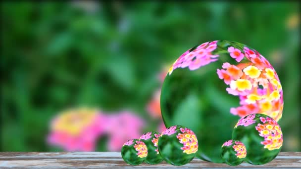 Bahçede açan çeşitli renklerdeki pembe lantana camara 'nın yansıması kristal küre camında yeşil yaprak arka planına sahiptir. — Stok video