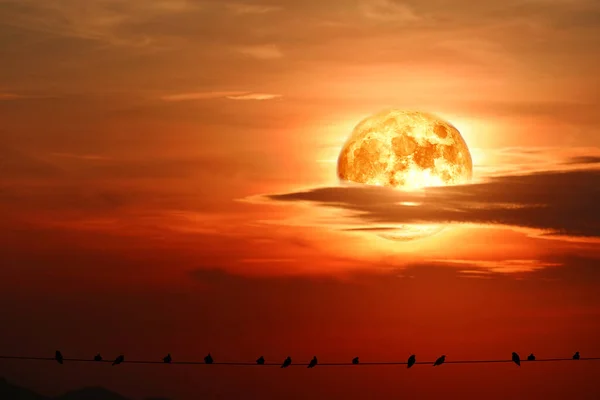 Super Lua Sangue Pássaros Silhueta Pendurar Linha Elétrica Energia Elementos — Fotografia de Stock