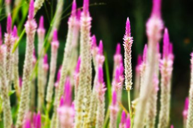 Tohumlar yüksek tansiyonun tedavisi için kullanılıyor. Kurutulmuş horoz ibiği tohumları kullanılarak, yaklaşık 4.5-9 gram, su ile kaynatılır veya hap yapımında kullanılır..