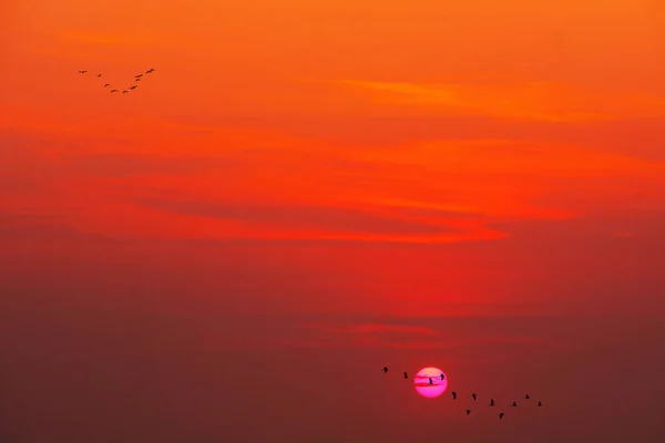 beautiful magenta sunset and silhouette of birds fly away home passing sun and cloud orange sky background