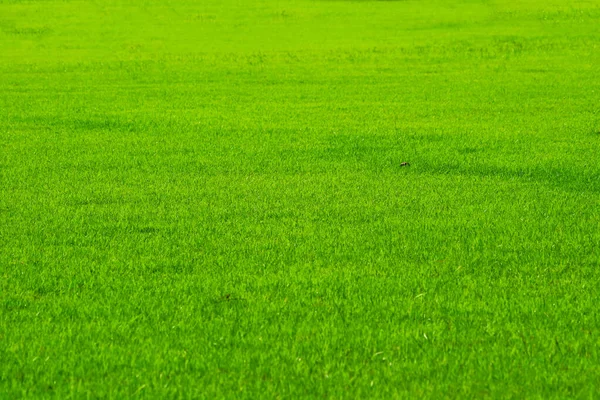 Golf Deporte Naturaleza Verde Hierba Fondo Del Campo Granja Jardín — Foto de Stock