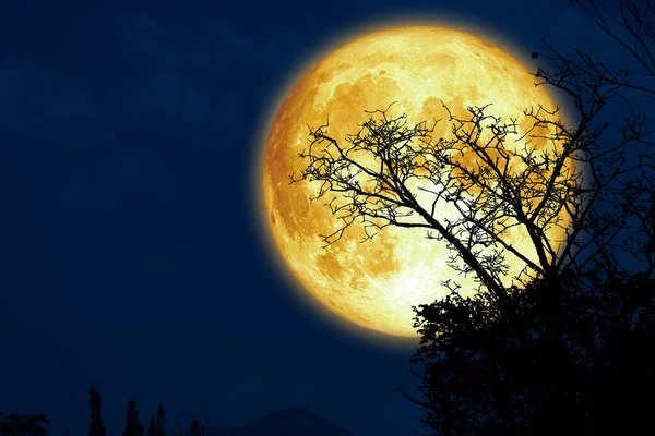 Super Sturgeon Lua Silhueta Árvore Ramo Seco Céu Escuro Noite — Fotografia de Stock