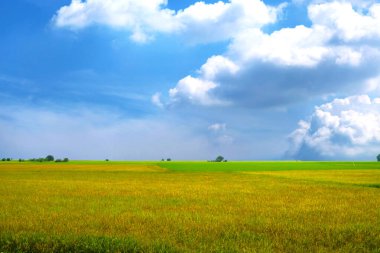 beautiful agriculture jasmine rice field in the morning dark blue sky white cloud in rainy season