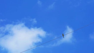 Kuş elektrik hattına tutunur ve beyaz bulut ilerler açık mavi gökyüzünde