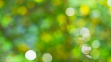 Bahçedeki yeşil yaprakların bulanık ve solgun ışığı