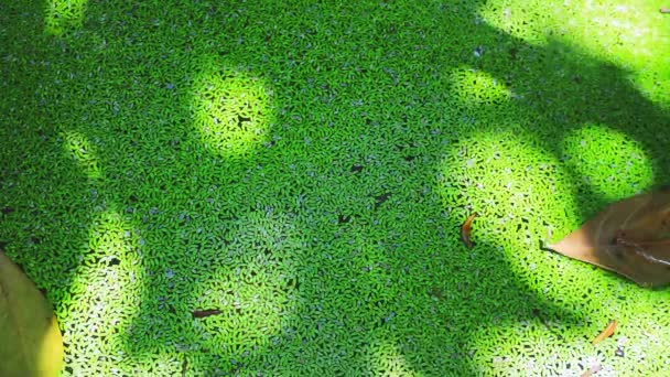 Muggenvaren op het wateroppervlak in de vijver en schaduw op bladeren bedekken groene varen — Stockvideo