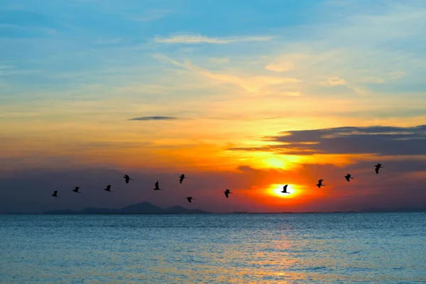 sunset on sea and silhouette birds flying to home over sea surface