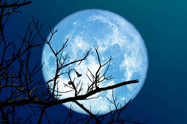 Super full blue moon and silhouette branch tree in the night sky, Elements of this image furnished by NASA