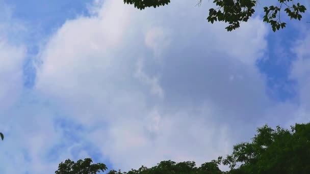 Ciel bleu nuage blanc et les oiseaux volent laps de temps dans la saison estivale — Video