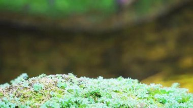 Eğreltiotu, bulanık dere ve güneş ışığına odaklan ve su yüzeyine odaklan.