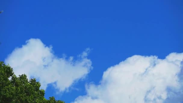 Cielo azul puro nube blanca que se mueve sobre el árbol superior en la temporada de invierno lapso de tiempo — Vídeos de Stock