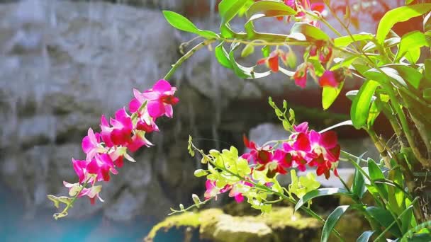 Flor de orquídea magenta floreciendo y hojas verdes amarillas y fondo de cascada azul borroso — Vídeo de stock