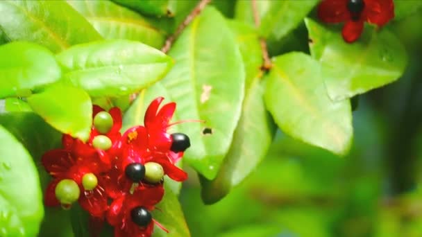 ミッキーの植物、ミッキーのマウスの花の芽、またはオナserrulataまたはカーニバルochna 、鳥の目の茂み庭 — ストック動画