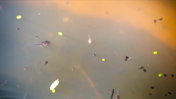 Γυρίνοι Στο Μεγάλο Βάζο Κολυμπάνε Κάτω Από Νερό — Αρχείο Βίντεο