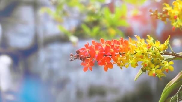Röd orange gul orkidé blomma och gula gröna blad och suddig blå vattenfall bakgrund — Stockvideo