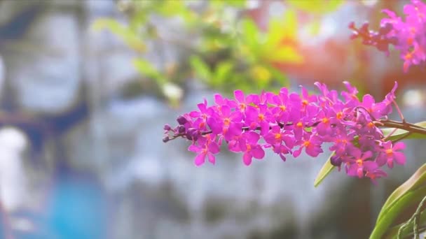 Fialová orchidej květ a žluté zelené listy a rozmazané vodopád pozadí na ráno — Stock video