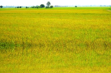 Yansıma altın tarımı yasemin pirinç çiftliği ve yumuşak sis sabah mavi gökyüzü beyaz bulut arka planı