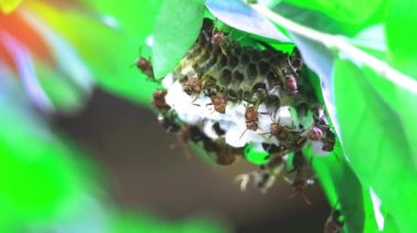 Eşek arıları yuvalarını bahçedeki dallara kuruyordu.