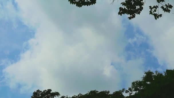 Semeno létání silným větrem a šedý mrak deště pohybovat se nad vrcholky stromů — Stock video
