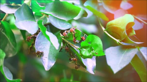 As vespas estavam construindo seus ninhos nos galhos do jardim — Vídeo de Stock